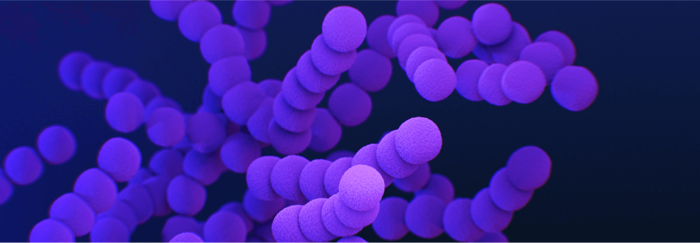 Purple colonies of streptococcus bacteria