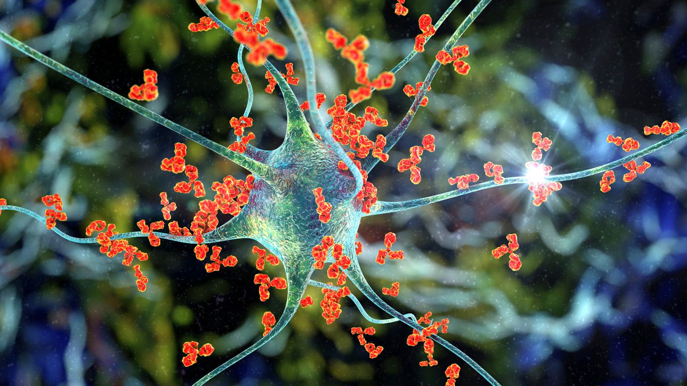 Antikroppar som attackerar en nervcell